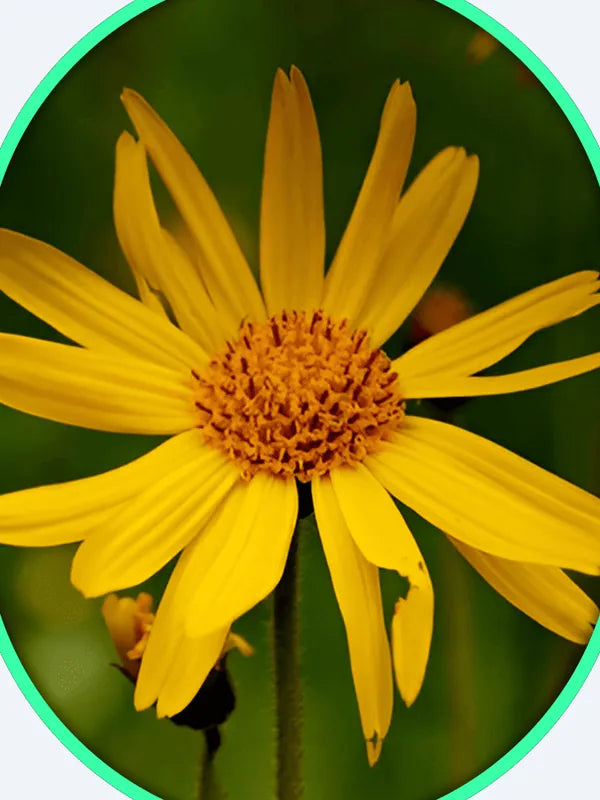 Arnica Montana