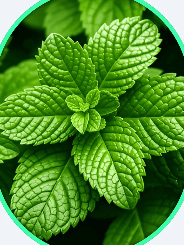 Menthol + Wild Mint Oil